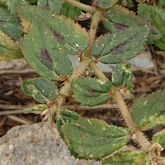 Euphorbia hirta