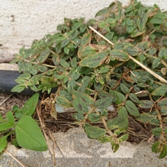 Euphorbia hirta