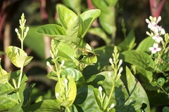 Delta pyriforme philippinense