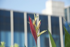 Heliconia psittacorum