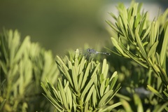 Diplacodes trivialis