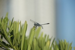 Diplacodes trivialis