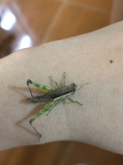 Pseudoxya