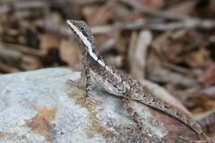 Northern Water Dragon photo 2