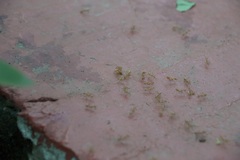 Oecophylla smaragdina