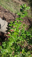 Ilex pernyi