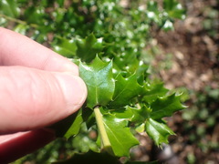 Ilex pernyi