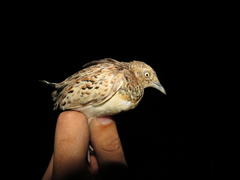 Turnix sylvaticus lepurana