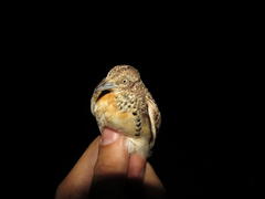 Turnix sylvaticus lepurana