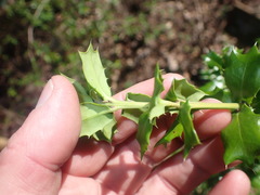 Ilex pernyi