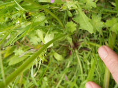 Crepis vesicaria taraxacifolia