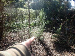 Ilex pernyi