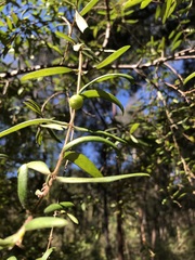 Persoonia lanceolata