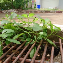 Ruellia tuberosa