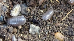 Porcellio laevis