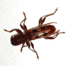 Transvaalobrium sudrei