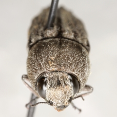 Paratyndaris crandalli