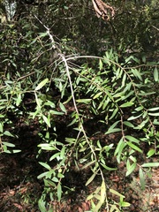 Persoonia lanceolata