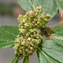 Euphorbia hirta