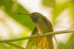 Amazilia yucatanensis