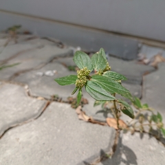 Euphorbia hirta