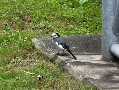 Motacilla alba