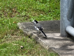 Motacilla alba