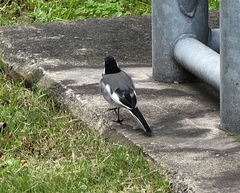 Motacilla alba