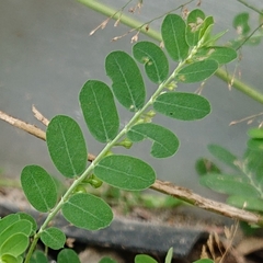 Phyllanthus amarus