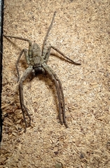 Heteropoda venatoria
