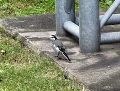 Motacilla alba
