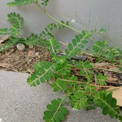Phyllanthus amarus