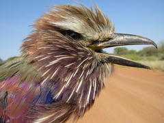 Coracias naevius mosambicus