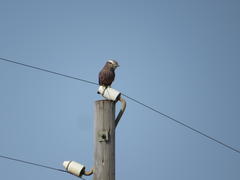 Coracias naevius mosambicus