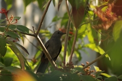 Dumetella carolinensis