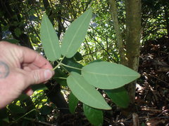 Stauntonia hexaphylla