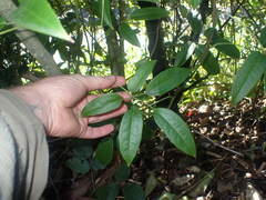 Stauntonia hexaphylla