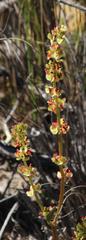 Rumex cordatus