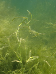 Potamogeton zosteriformis