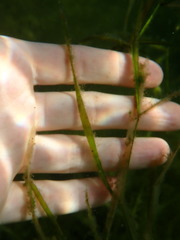 Potamogeton zosteriformis