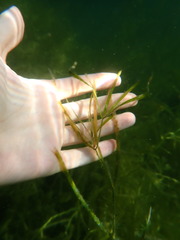 Potamogeton zosteriformis