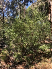 Persoonia lanceolata