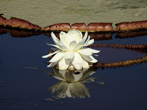 Image of Victoria Boliviana (Victoria boliviana) by no rights reserved