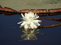 Victoria boliviana
