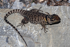 Sceloporus minor