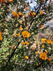 Pultenaea scabra