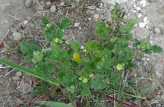 Fuertesimalva limensis