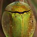 Aspidimorpha puncticosta - Photo 由 Robert Taylor 所上傳的 (c) Robert Taylor，保留部份權利CC BY