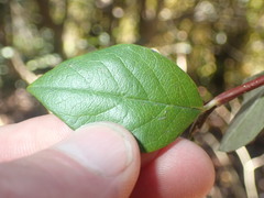 Cotoneaster harrovianus