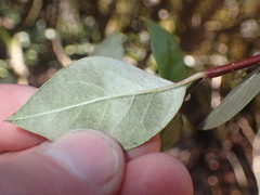 Cotoneaster harrovianus